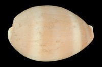 藏品(白星寶螺)的圖片